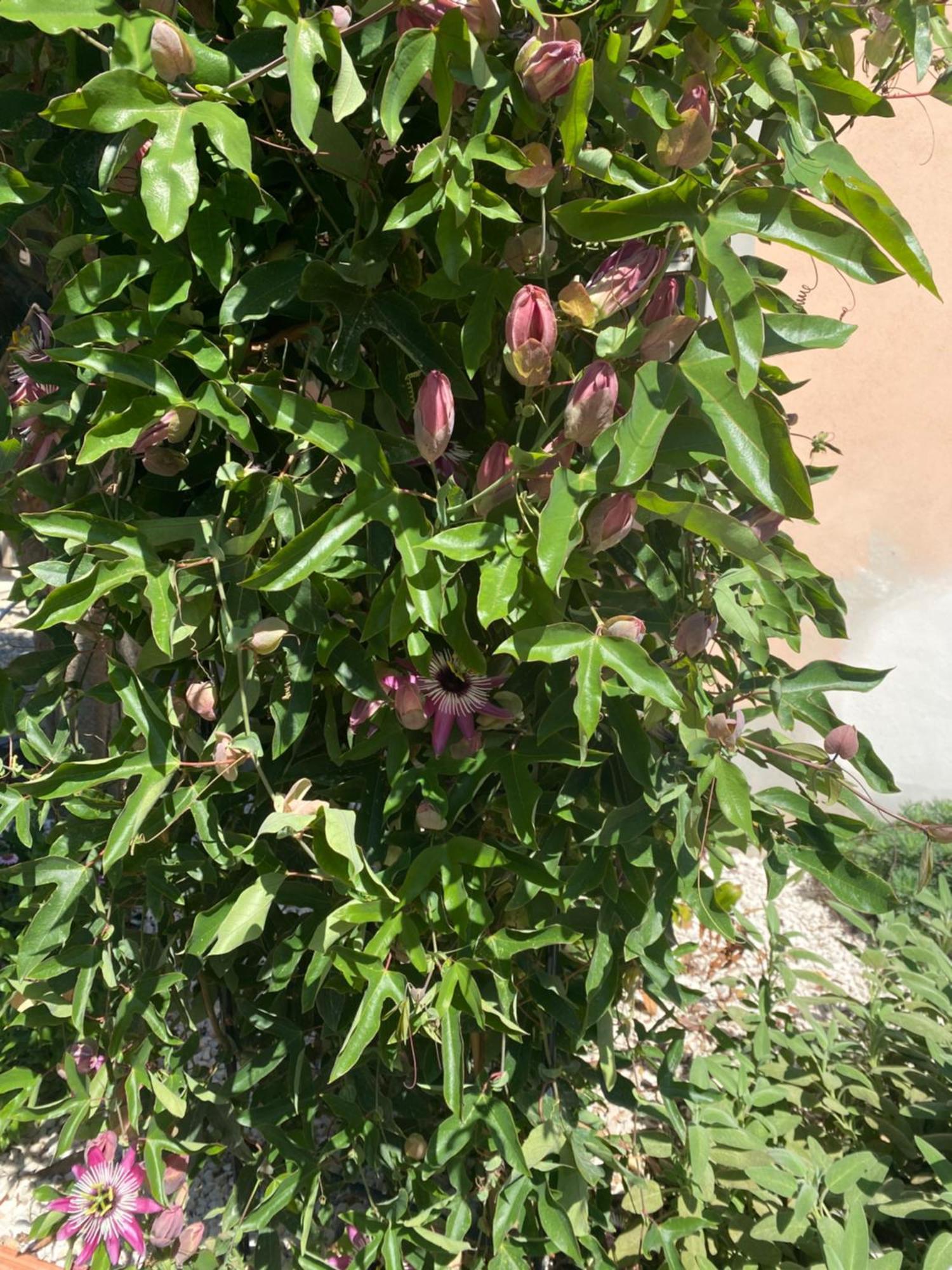 Tesori Del Sinis Villa Càbras Екстериор снимка